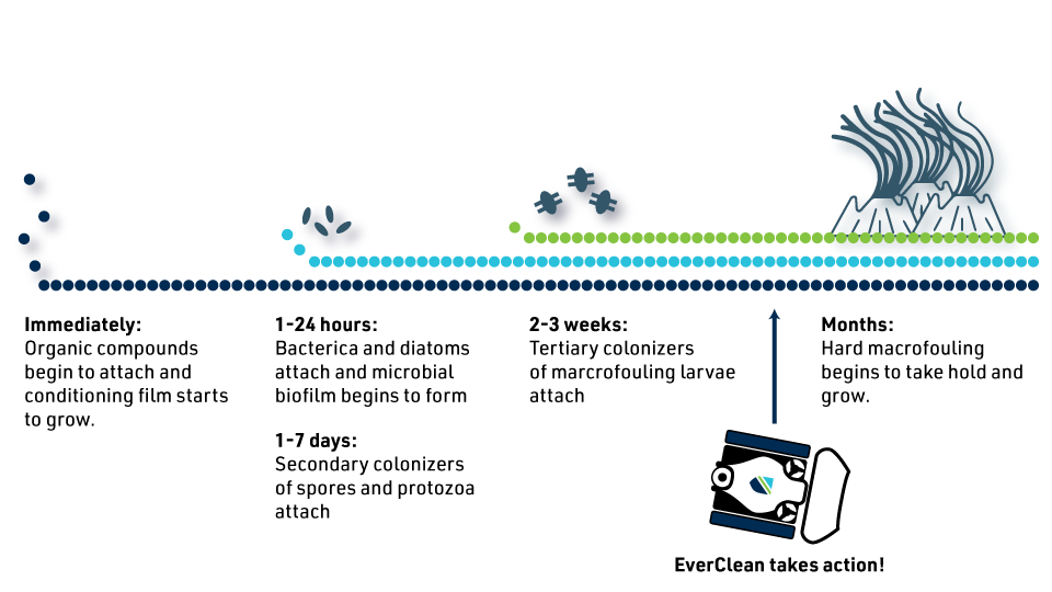 biofouling-timeline