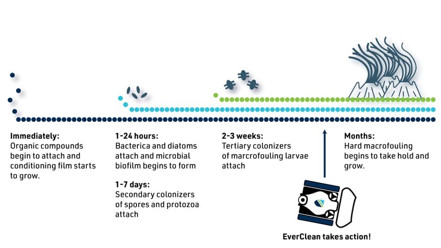 biofouling-timeline